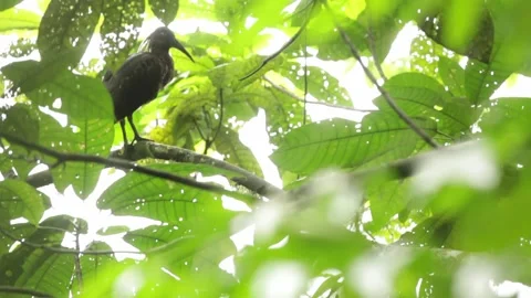 Bird enjoying the sun perched on the tree 스톡 동영상 149123293