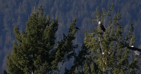 Bird environment, bald eagles land on a tree where are sitting 3 other eagles Stock Footage 85872243