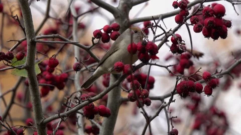 Bird Eurasian Blackcap feasts on red berries on a bush of Common Hawthorn Видео 117856688
