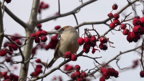 Bird Eurasian Blackcap feasts on red berries on a bush of Common Hawthorn Stock Footage 117860205