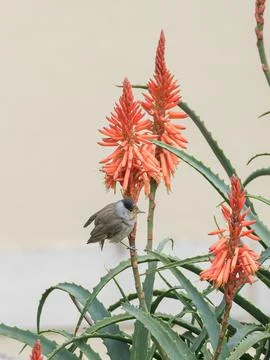 Bird eurasian blackcap perched on blooming aloe vera branch sylvia atricapill Stock Photos