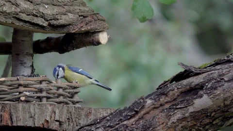 The bird Eurasian blue tit eats sunflower seeds on a feeding trough, slow motion Stock Footage 115344748