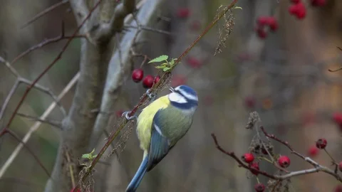Bird Eurasian Blue Tit had perched on a dry stalk of nettles and eats seeds Stock Footage 123202240