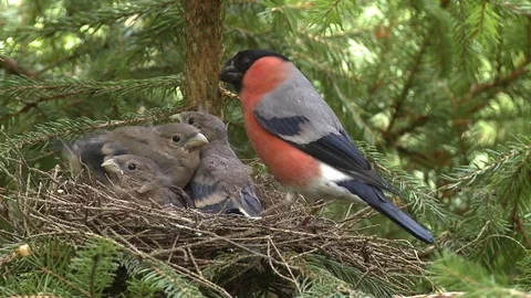 Bird Eurasian bullfinch male feeding youngsters in the nest in the spruce Stock Footage