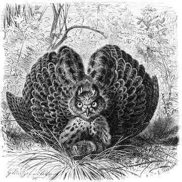 Bird eurasian eagle owls Bubo bubo Historical digitally restored reproduction Stock Illustration