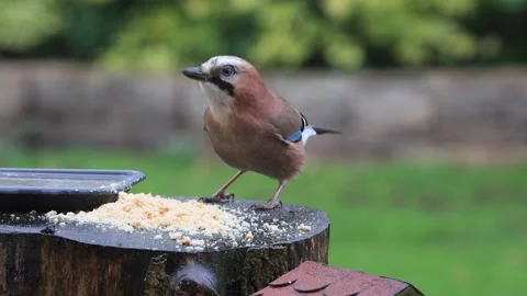Bird Eurasian jay eats bread, Garrulus glandarius  Stock Footage 244228918