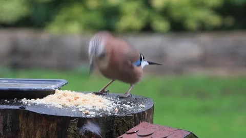 Bird Eurasian jay etas bread, Garrulus glandarius  Stock Footage 244294610