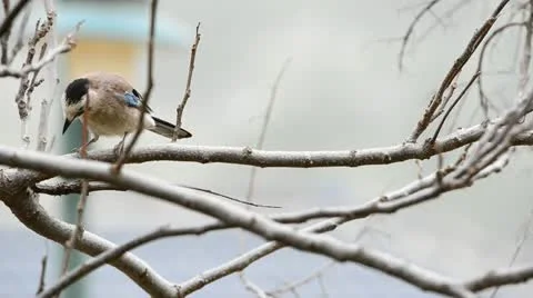 Bird Eurasian Jay Stock Footage 21883642