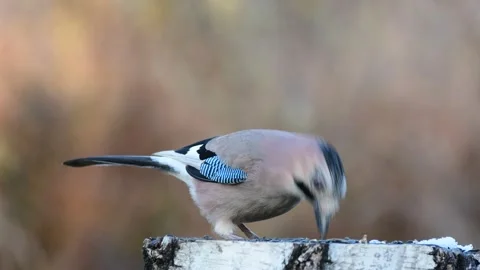 Bird Eurasian jay Garrulus glandarius. Close up Video stock 147148750