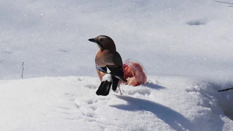 Bird Eurasian Jay Garrulus Glandarius Stock-Footage 151387920