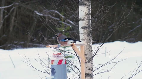 Bird Eurasian Jay Garrulus Glandarius Stock-Footage 151388110