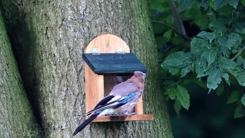 Bird Eurasian jay at the squirrel feeder  Video stock 247443154