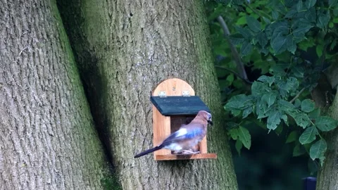 Bird Eurasian jay at the squirrel feeder  Video stock 247443275