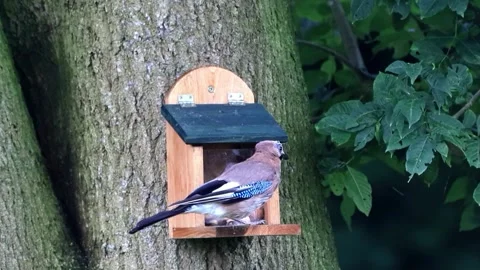 Bird Eurasian jay at the squirrel feeder  Stock Footage 247467566