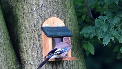 Bird Eurasian jay at the squirrel feeder  Stock Footage 247480500