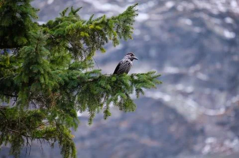 A bird (Eurasian Nutcracker) sitting on the pine branch in High Tatras Foto stock