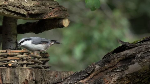 The bird Eurasian Nuthatch eats seeds on a decorative feeding trough Vídeos de archivo 114756144