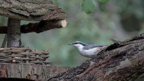 The bird Eurasian Nuthatch eats seeds on a feeding trough, slow motion Stock Footage 115345233