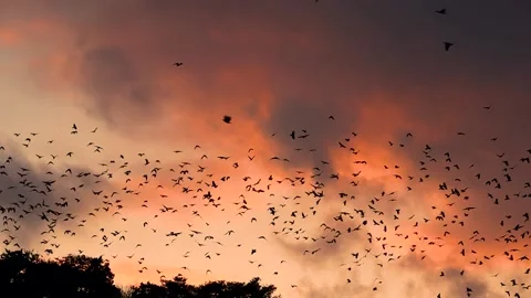 A bird in the evening sky Stock Footage 234282637