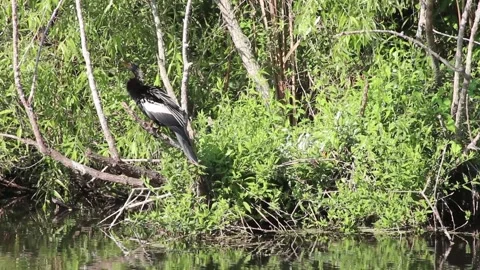 Bird in Everglades Stock Footage 142612204