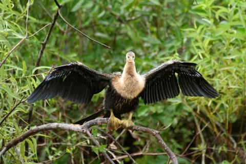 Bird in everglades Stock Photos