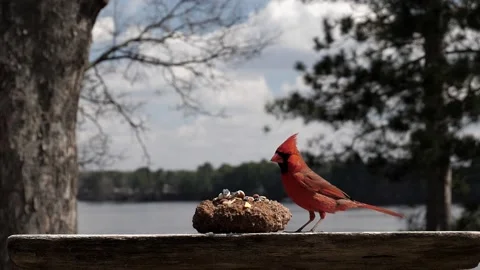 Bird expertly shells a sunflower seed. Video stock 148676424