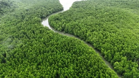A bird-eye drone shot begins over a dense mangrove forest, slowly tilting up to Видео 336710312
