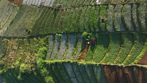 Bird Eye Drone Shot of Patterned Agricultural Fields on Mountain Plateau Stock Footage 341352106