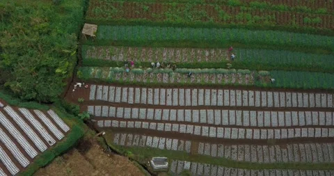 Bird eye Drone video of the process of h... | Stock Video | Pond5