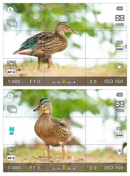 Bird eye focus detection in a camera viewfinder with the photographic settings Stock Photos