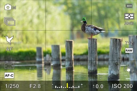 Bird eye focus detection in a camera viewfinder with the photographic settings Stock Photos