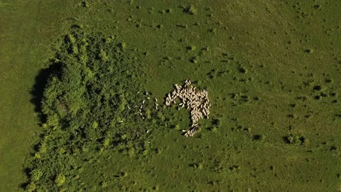 Bird eye perspective drone 4k video with a flock of sheep grazing in summer 스톡 동영상 137644458