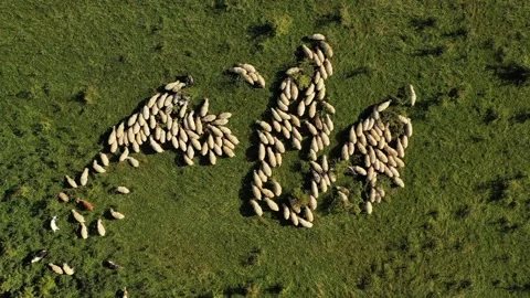 Bird eye perspective drone 4k video with a flock of sheep grazing in summer Stock-Footage 137644477
