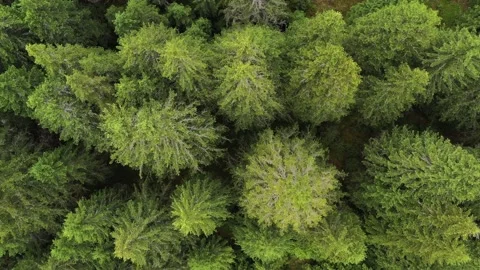 Bird eye perspective drone video with a pine forest in summer season 스톡 동영상 136520802