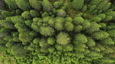 Bird eye perspective drone video with a pine forest in summer season 스톡 동영상 136521103