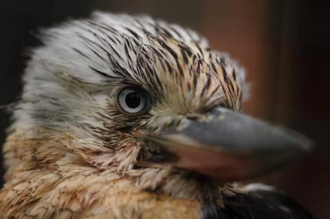 Bird eye Stock Photos