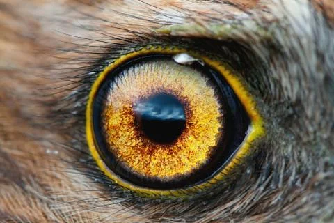 Bird eye Stock Photos