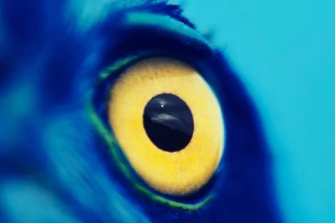 Bird eye Stock Photos