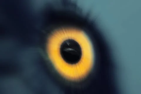 Bird eye Foto stock