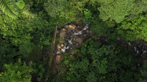 Bird eye view that is approaching a fast flowing sub tropical stream Stock Footage 142757571
