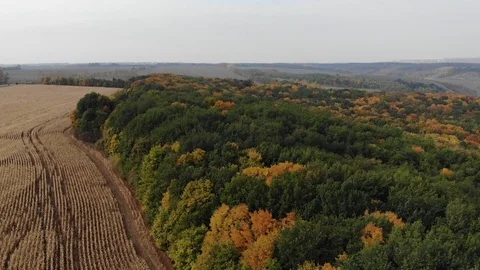 Bird eye view autumn forest by unharvested wheat field Video stock 103835780