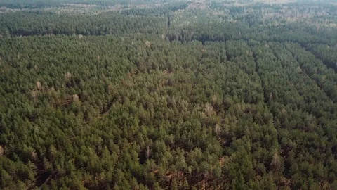 Bird eye view on beautiful green landscape of pine forest in sunlight. Wild Stock Footage 95280663