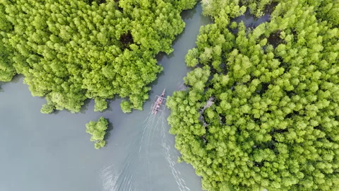A Bird-eye view captures an outrigger boat navigating a calm mangrove river in Видео 336709865