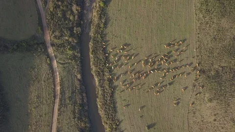 Bird eye view of cows in the grass next to a creek Stock Footage 98420694