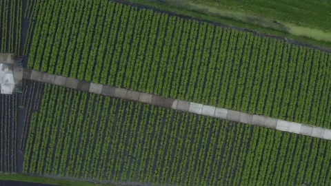 Bird eye view, decreasing height, above some plants Video stock 111324464
