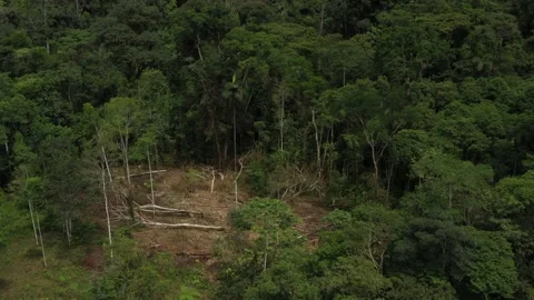 Bird eye view of the deforestation of a patch of forest showing the fallen trees Stock Footage 142757644