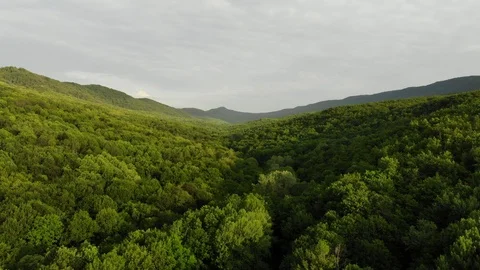 Bird eye view from drone flying trees in the Caucasian forest. Stock Footage 111392387