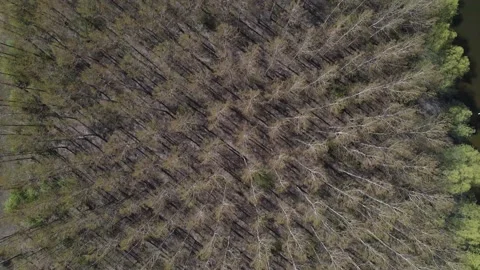 Bird eye view drone shot of forest on sunny day Stock Footage 153175430