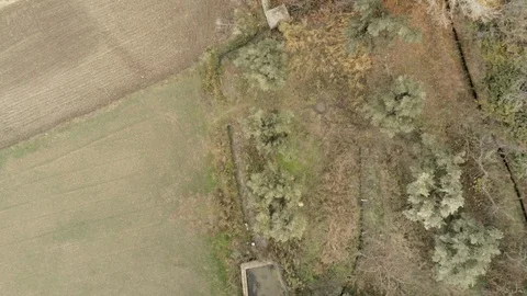 Bird eye view of a forest with olive trees and trees with autumn color leaves Stock Footage 121514878
