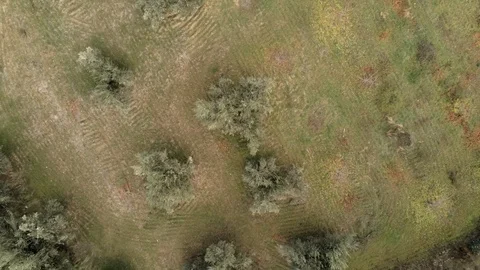 Bird eye view of a forest with olive trees and trees with autumn color leaves Stock Footage 121516714